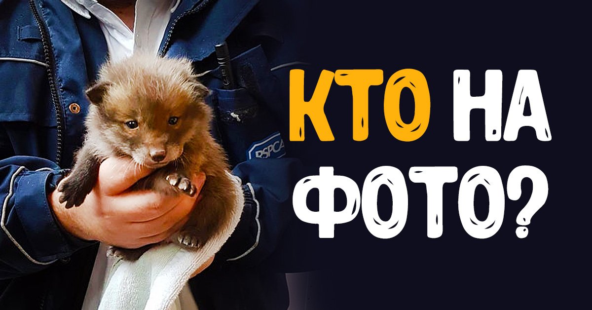 фото детенышей животных