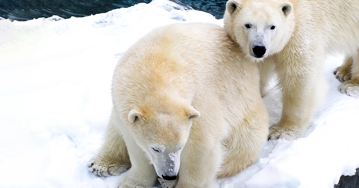 головоломка с медведем