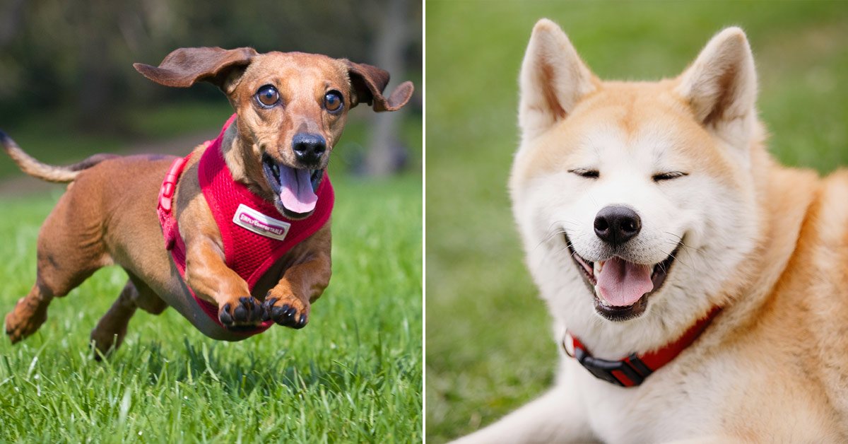 Какую породу собак выбрать