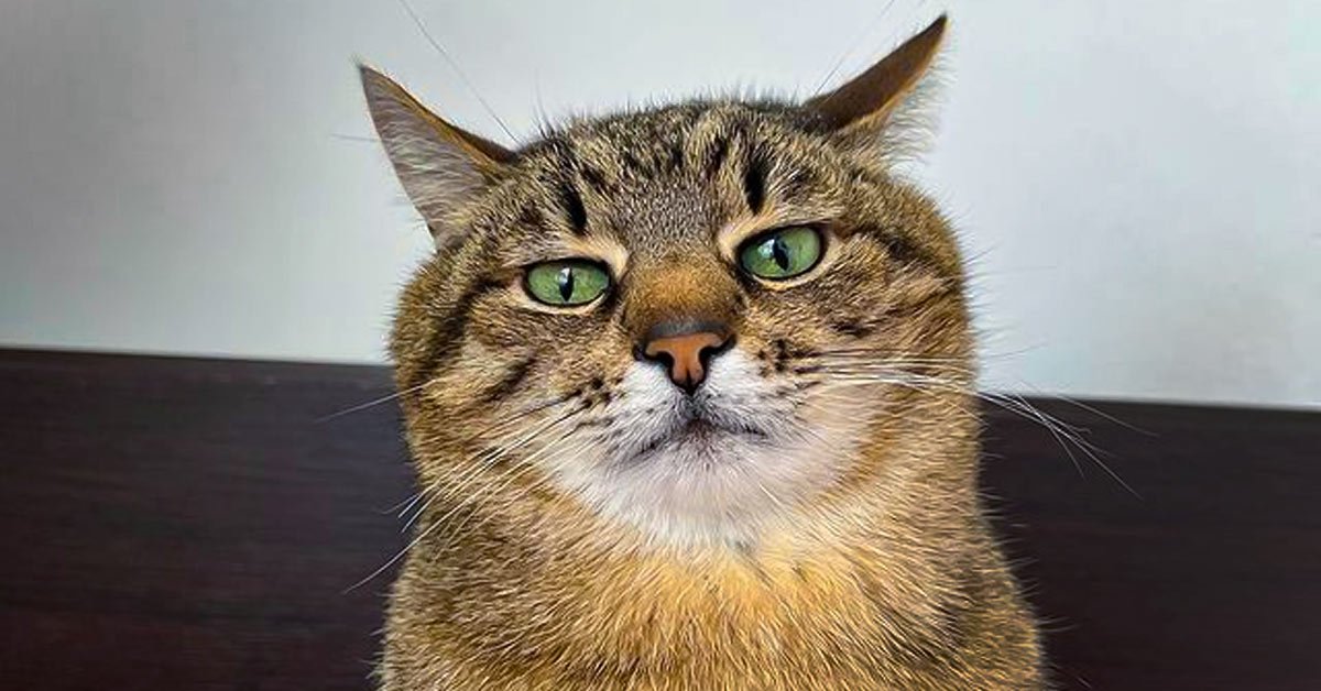 кота степана номинировали