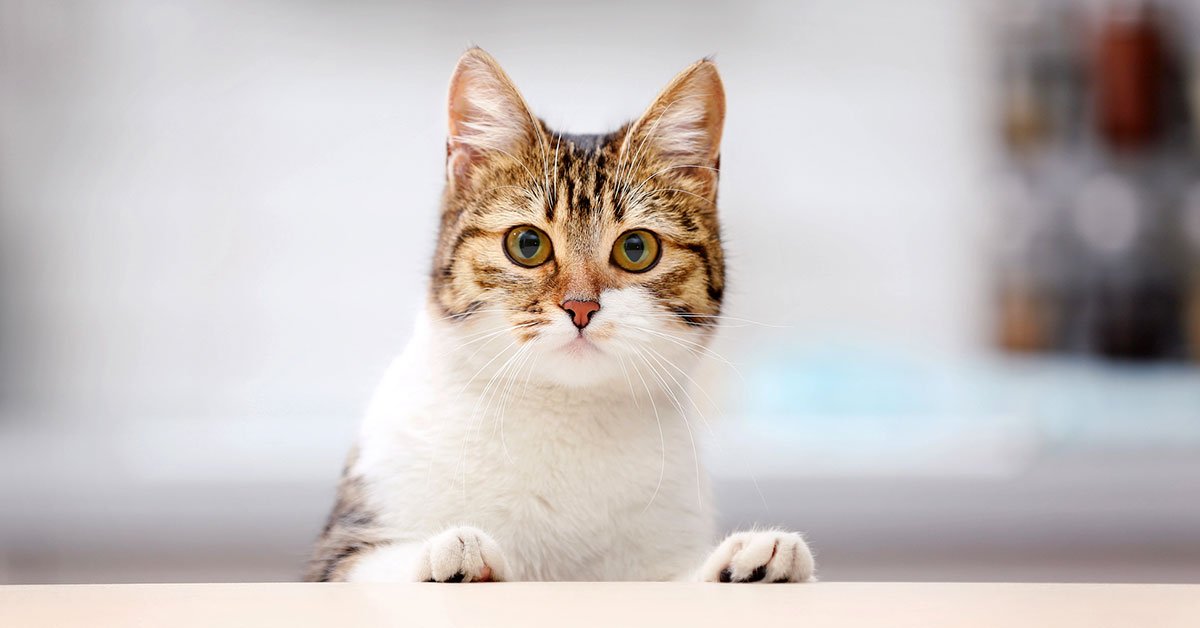 Найти 3 отличия