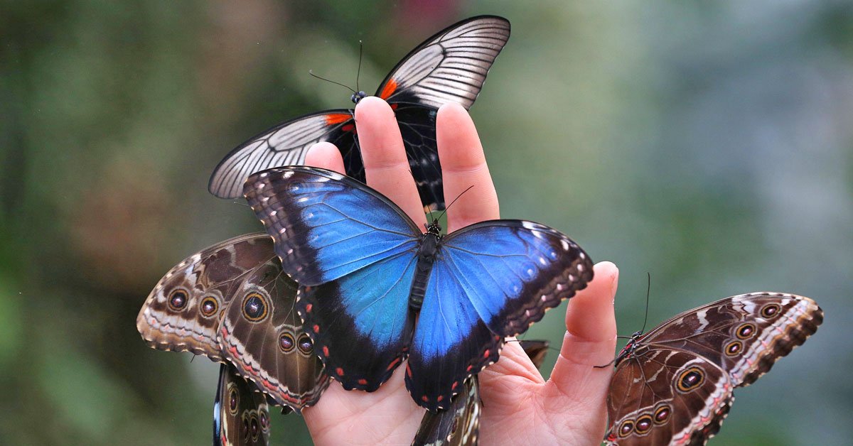 Найти особенную бабочку