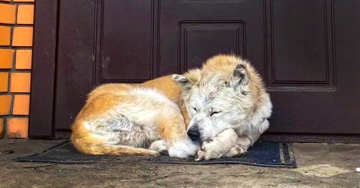 украинский хатико