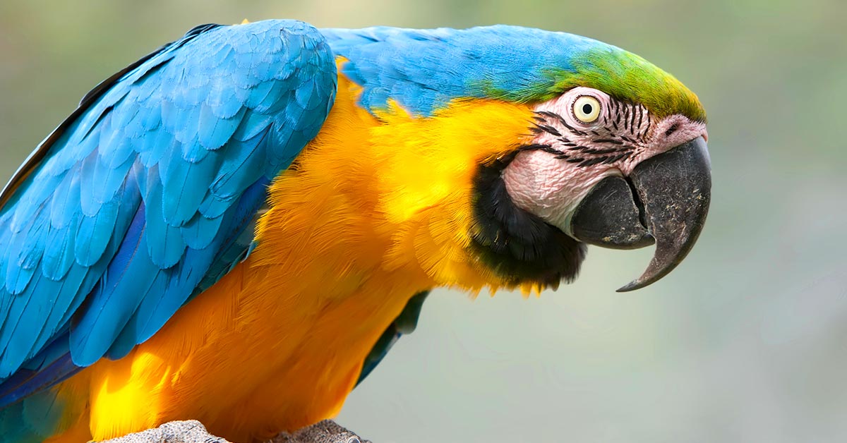 Задачка с попугаями